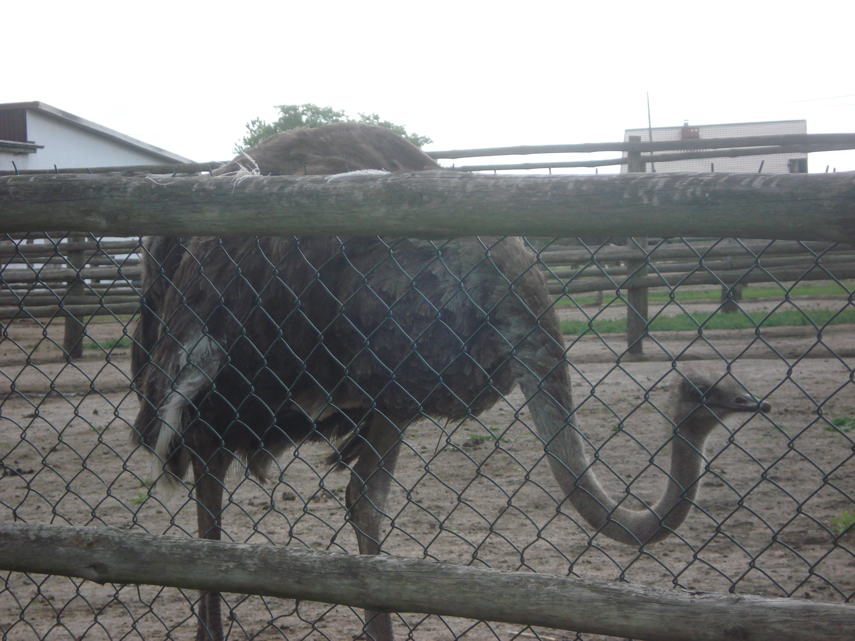 Buty ze strusia. Ale jaja! Kniewo